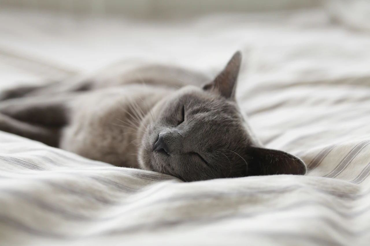 Come rilassare i gatti con gli odori: ecco cosa dice la scienza