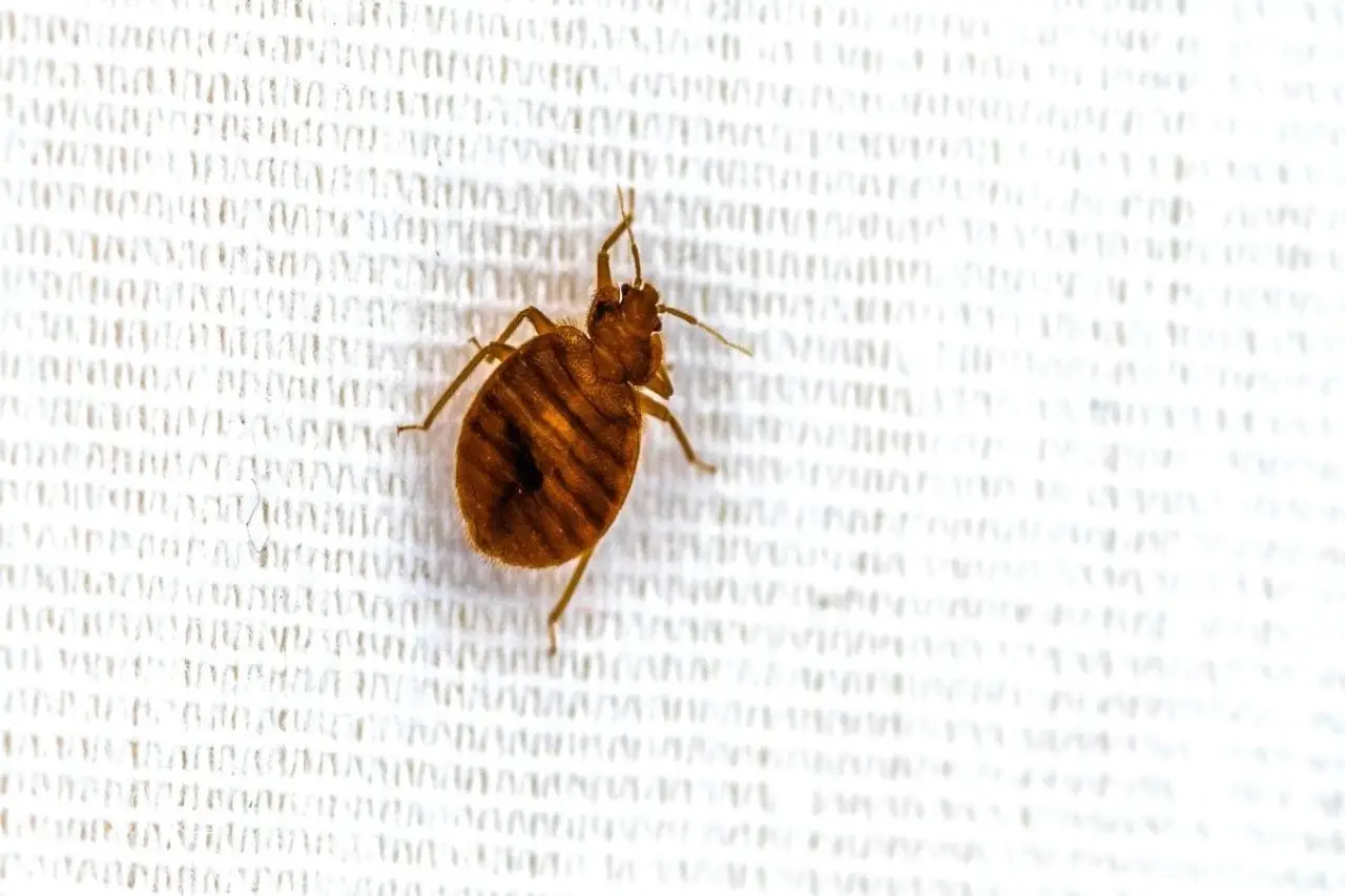 Come disinfettare i materassi dalle cimici da letto: il trucco degli esperti
