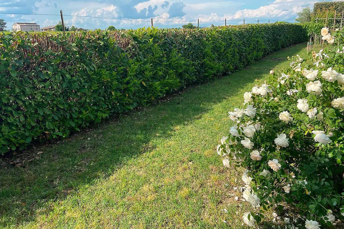 Hai un giardino ventoso? Prova questa siepe anti-tempesta: cresce rapidamente e resiste tutto l’anno