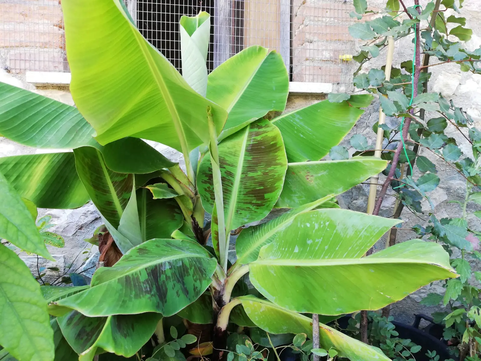 5 modi per proteggere le piante dal sole estivo: il quarto salverà il tuo balcone