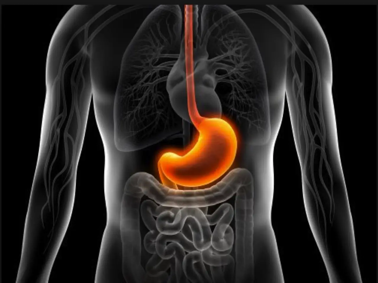 Stomaco lento: perché a volte la digestione si blocca e come aiutare il corpo a reagire