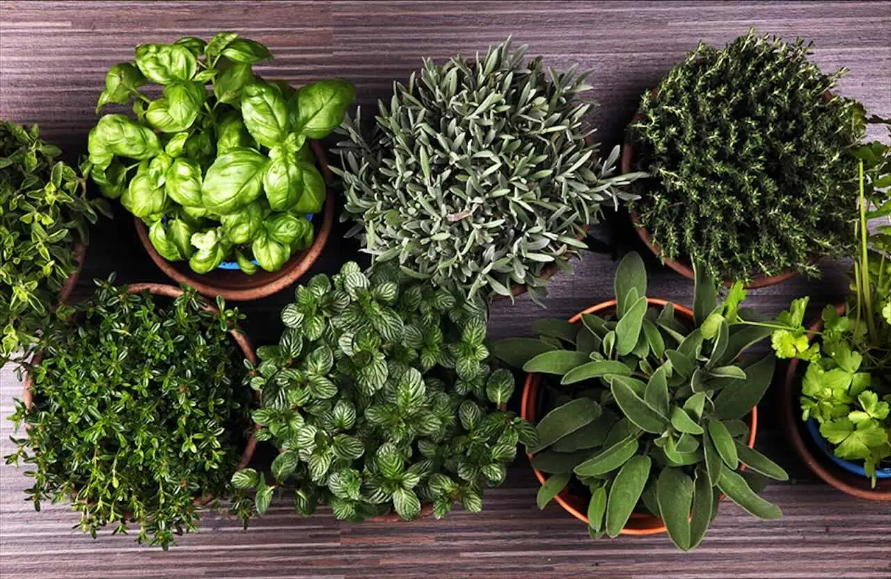 Queste 6 piante amano l’acqua: se hai un terreno umido, ecco quali coltivare