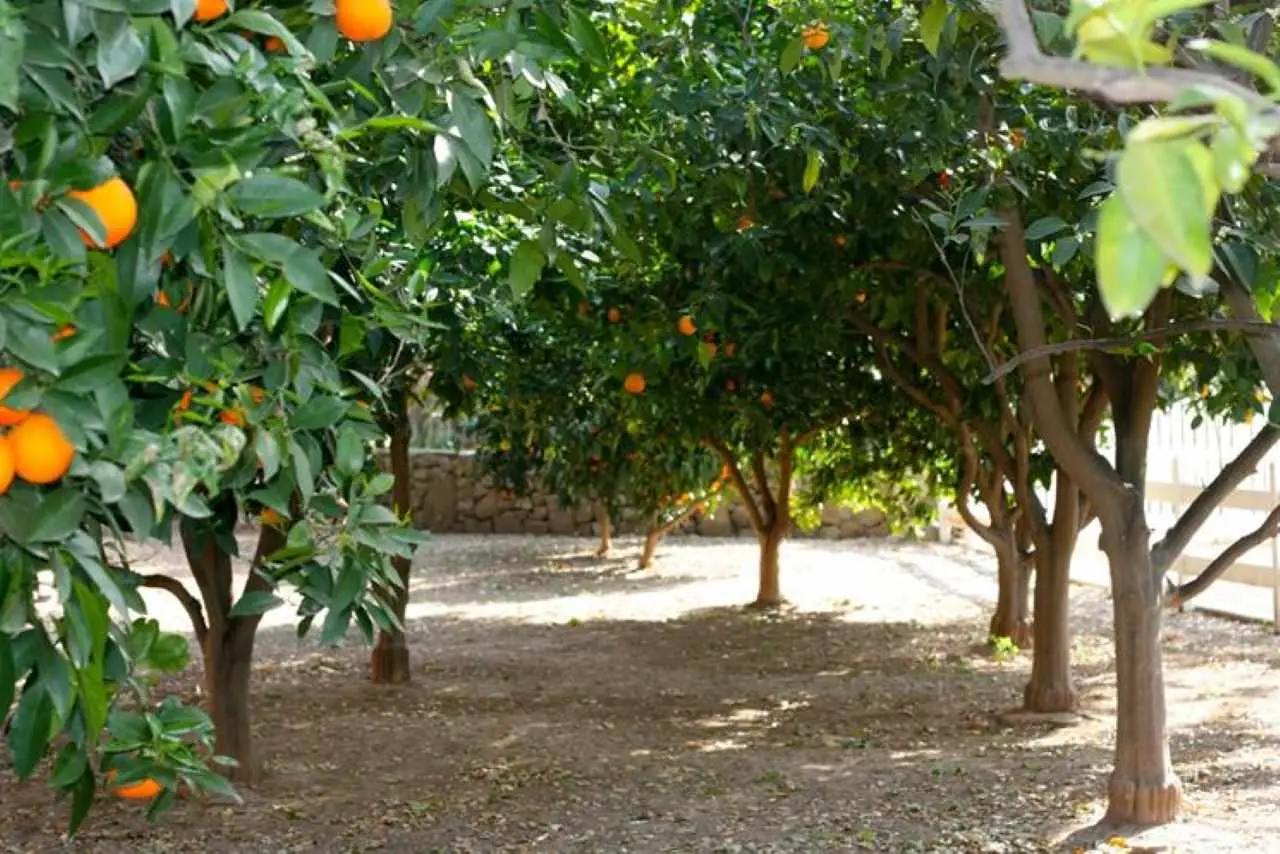 Zero pollice verde? Ecco l’albero da frutto che tutti riescono a coltivare senza fatica