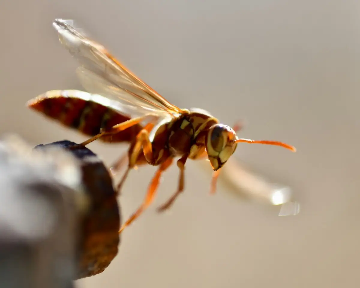 Nido di vespe in giardino o sul balcone? Attenzione a chi spetta pagare la disinfestazione
