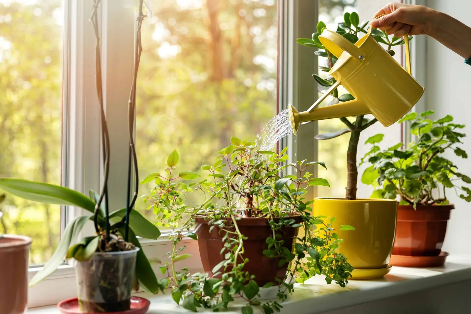 Stai sprecando acqua sul balcone: ecco le piante assetate che non sopravvivono mai