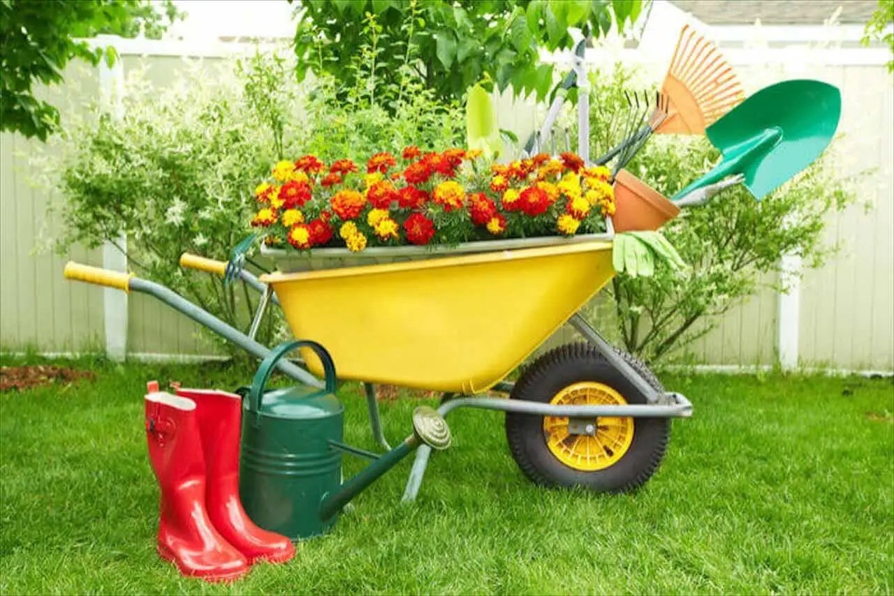 Il metodo più rapido ed economico per imparare le basi del giardinaggio come un professionista