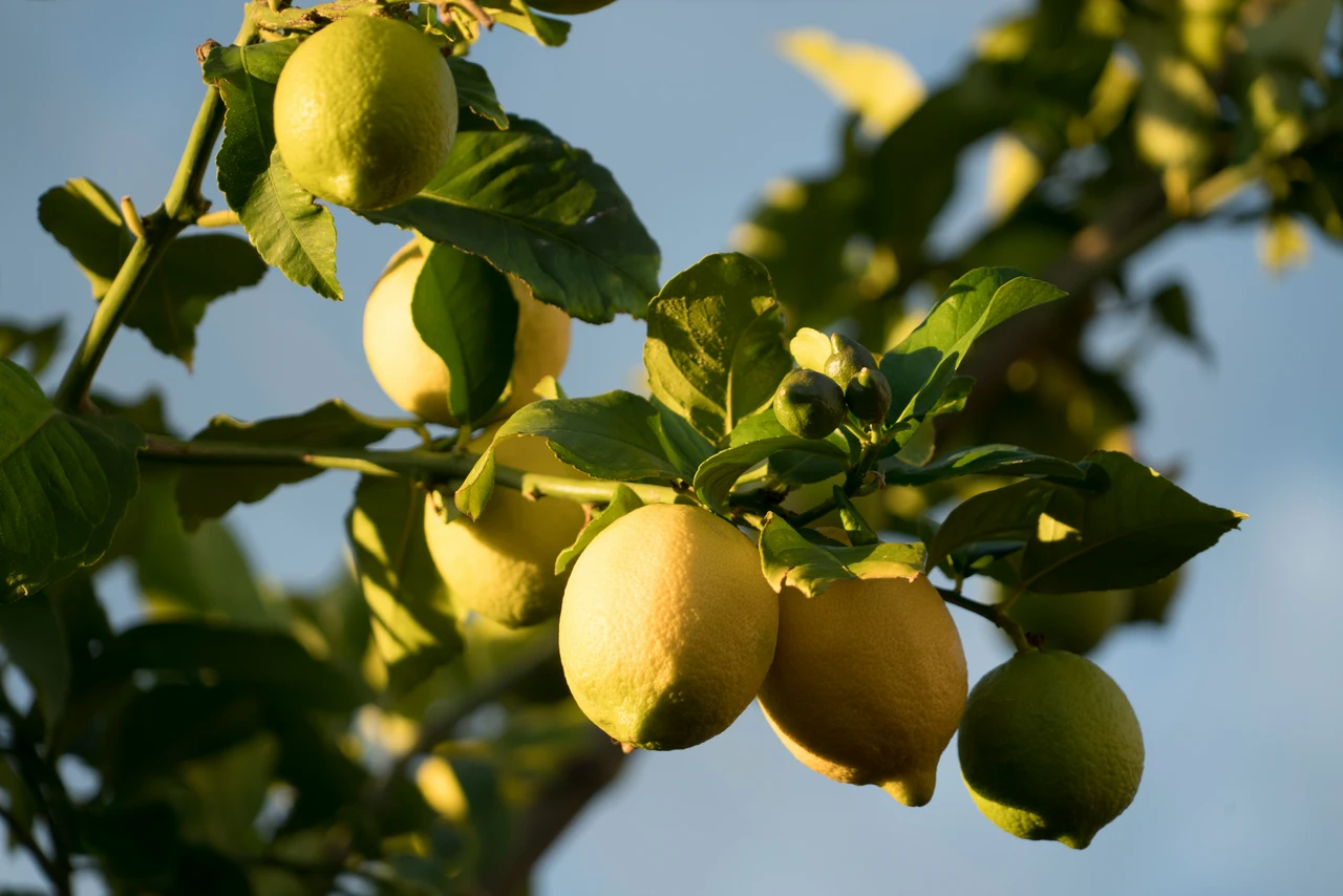 Allarme puntini rossi sui limoni? Ecco cosa significa e come intervenire subito