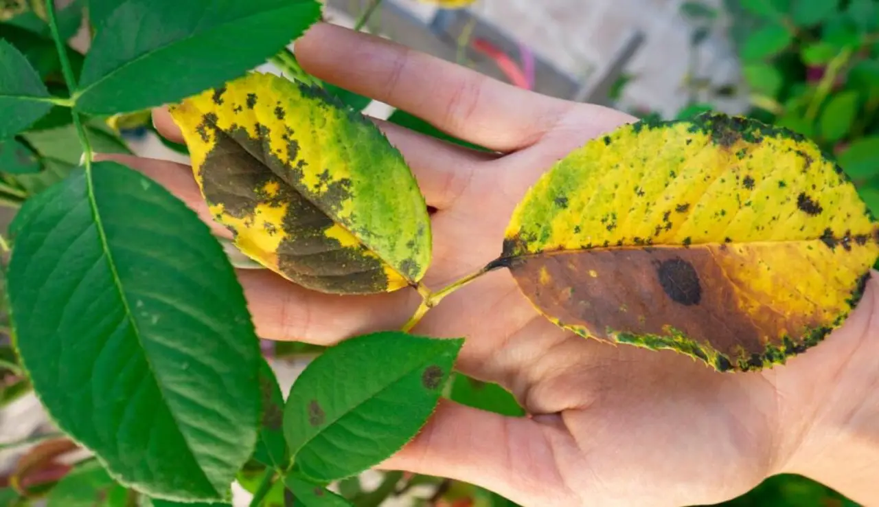 Se le foglie delle tue piante si bruciano ecco 7 cause comuni da controllare subito