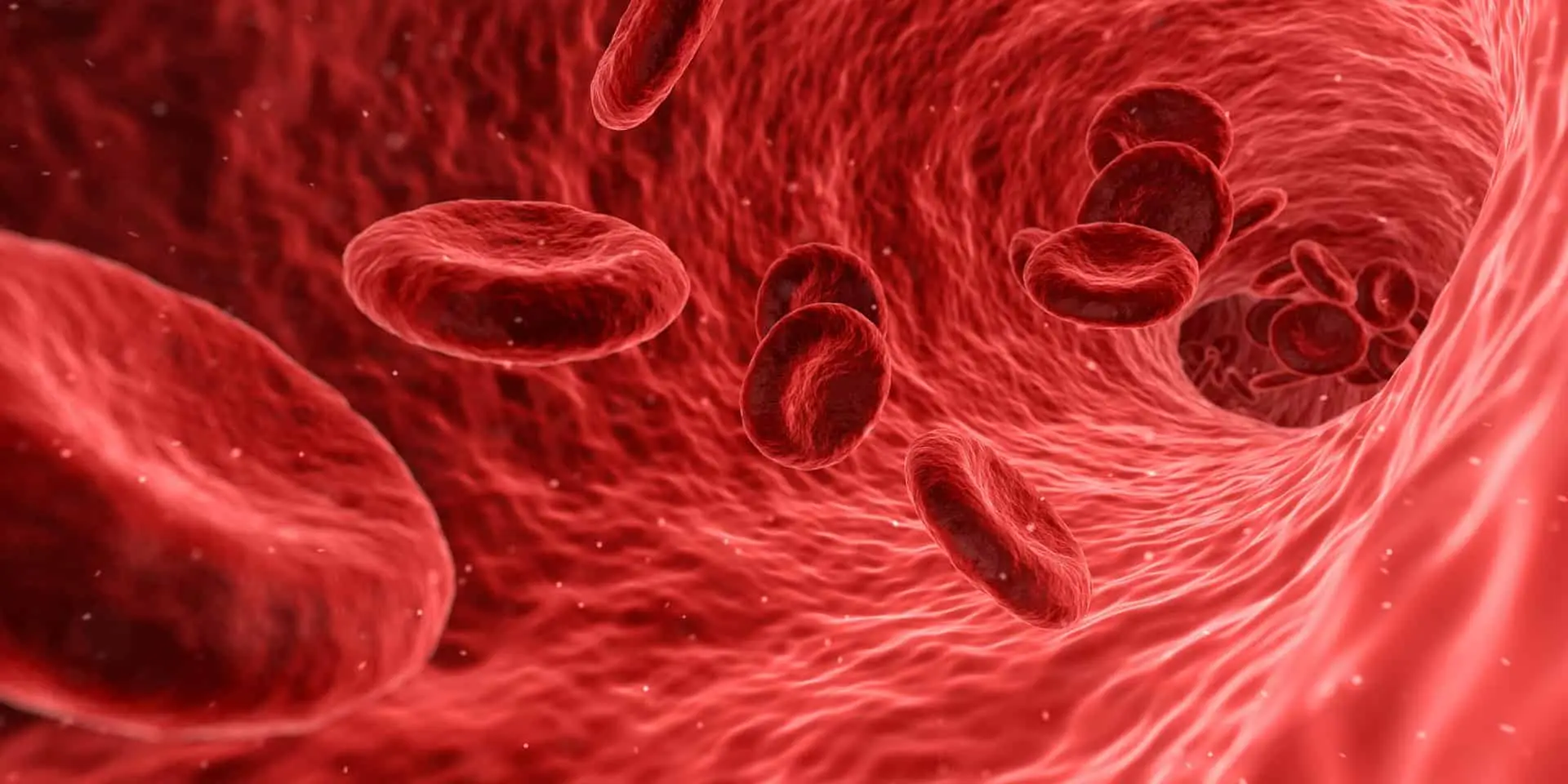 Il viaggio incredibile del tuo sangue: ecco cosa succede esattamente dentro il cuore ogni secondo