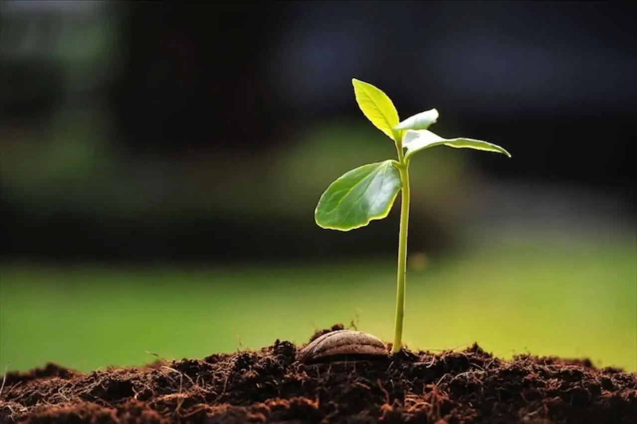 Metti questa pianta in camera da letto: è conosciuta come la “pianta dell’amore”