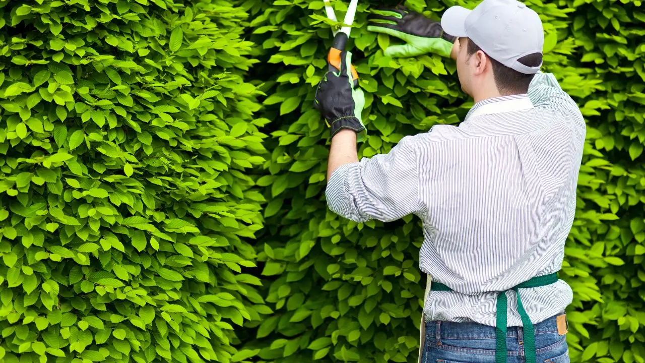 Il segreto dei giardinieri esperti: ecco cosa fanno in inverno per avere piante splendide