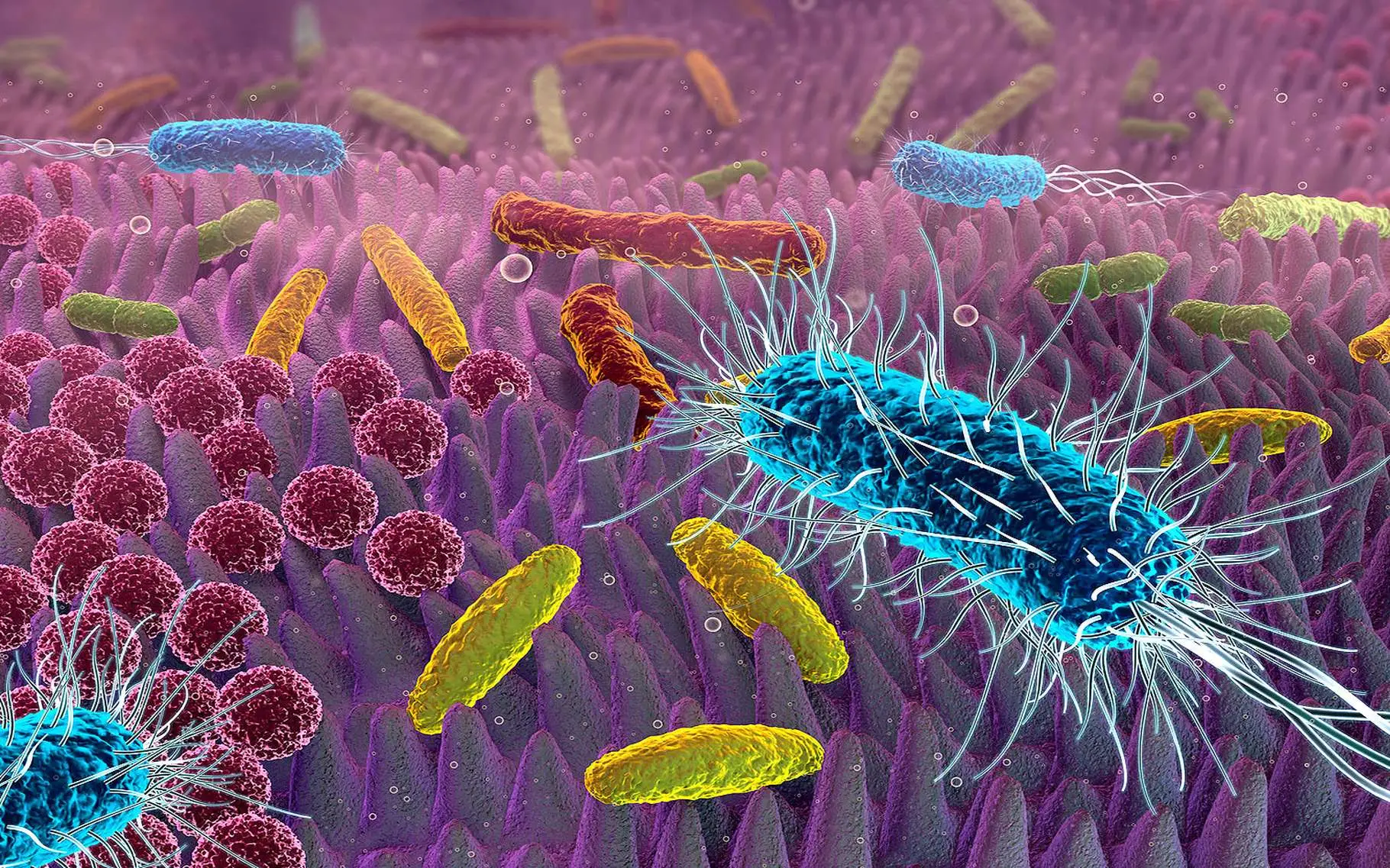 Elimina subito questi cibi se soffri di Helicobacter pylori: peggiorano i sintomi